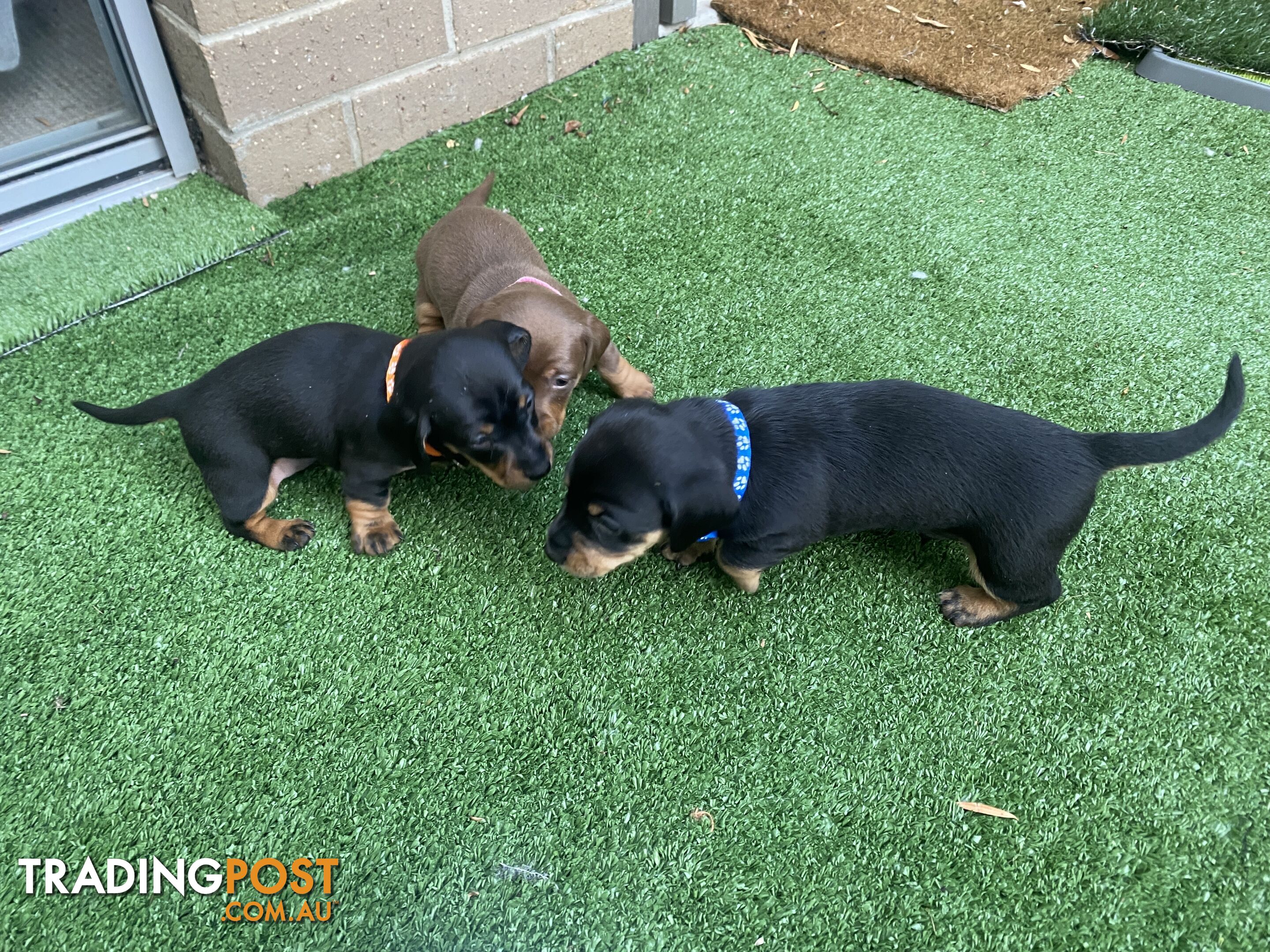 Purebred Miniature Dachshund Puppies - ready for homes now