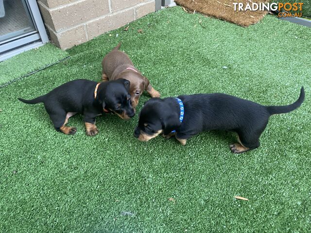 Purebred Miniature Dachshund Puppies - ready for homes now