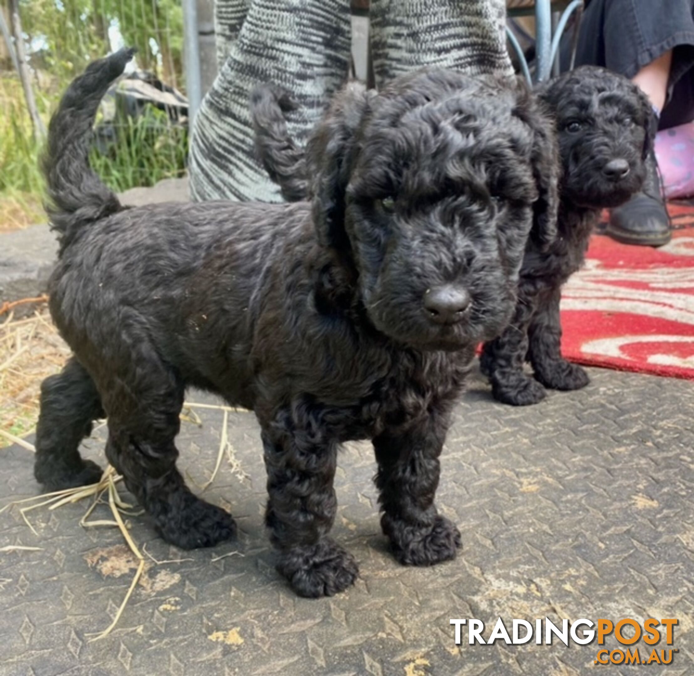 airedoodle female puppies for sale