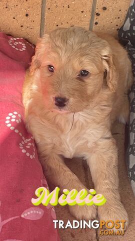 Labradoodle Puppies