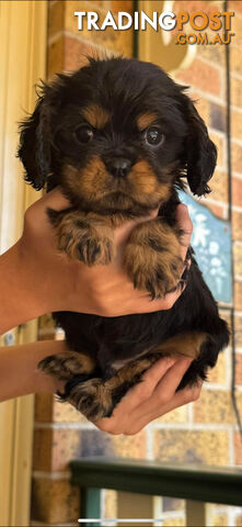 Rare black and tan purebred King Charles cavaliers