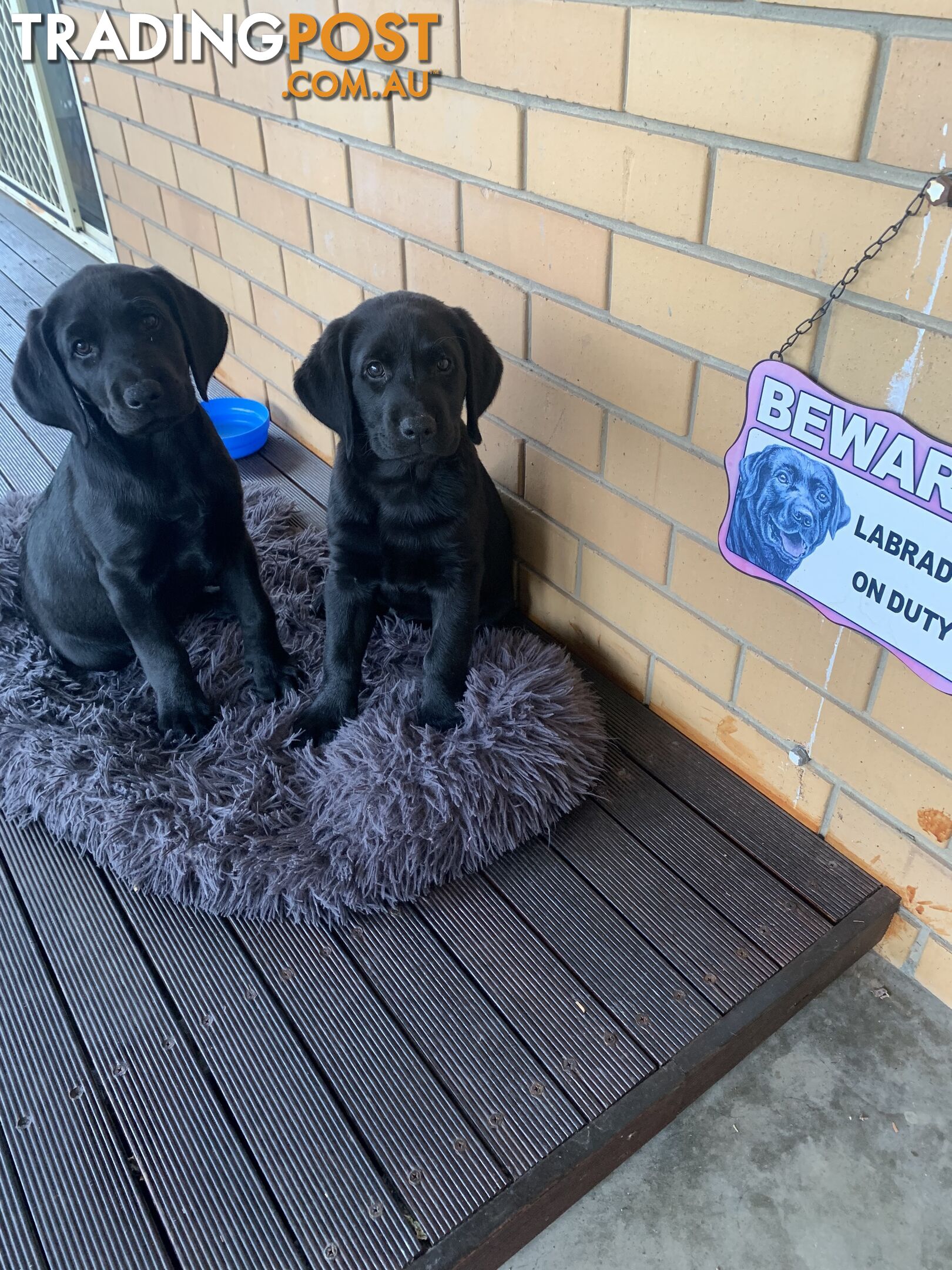 Labrador puppies