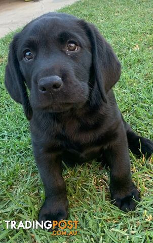 Labrador puppies