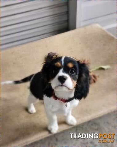 King Charles Cavalier pup