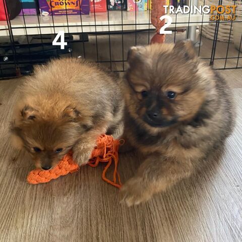 Pure bred Mini Pomeranian (2 Male Puppies Left) Rare Color 💕