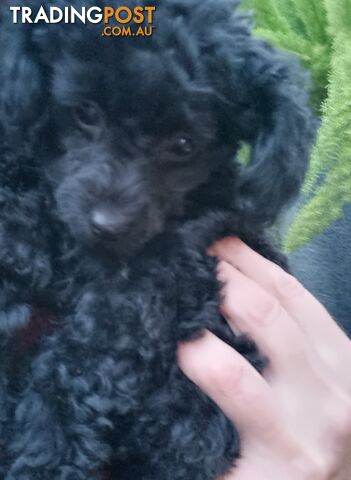 Adorable little pure bred Toy Poodle puppies