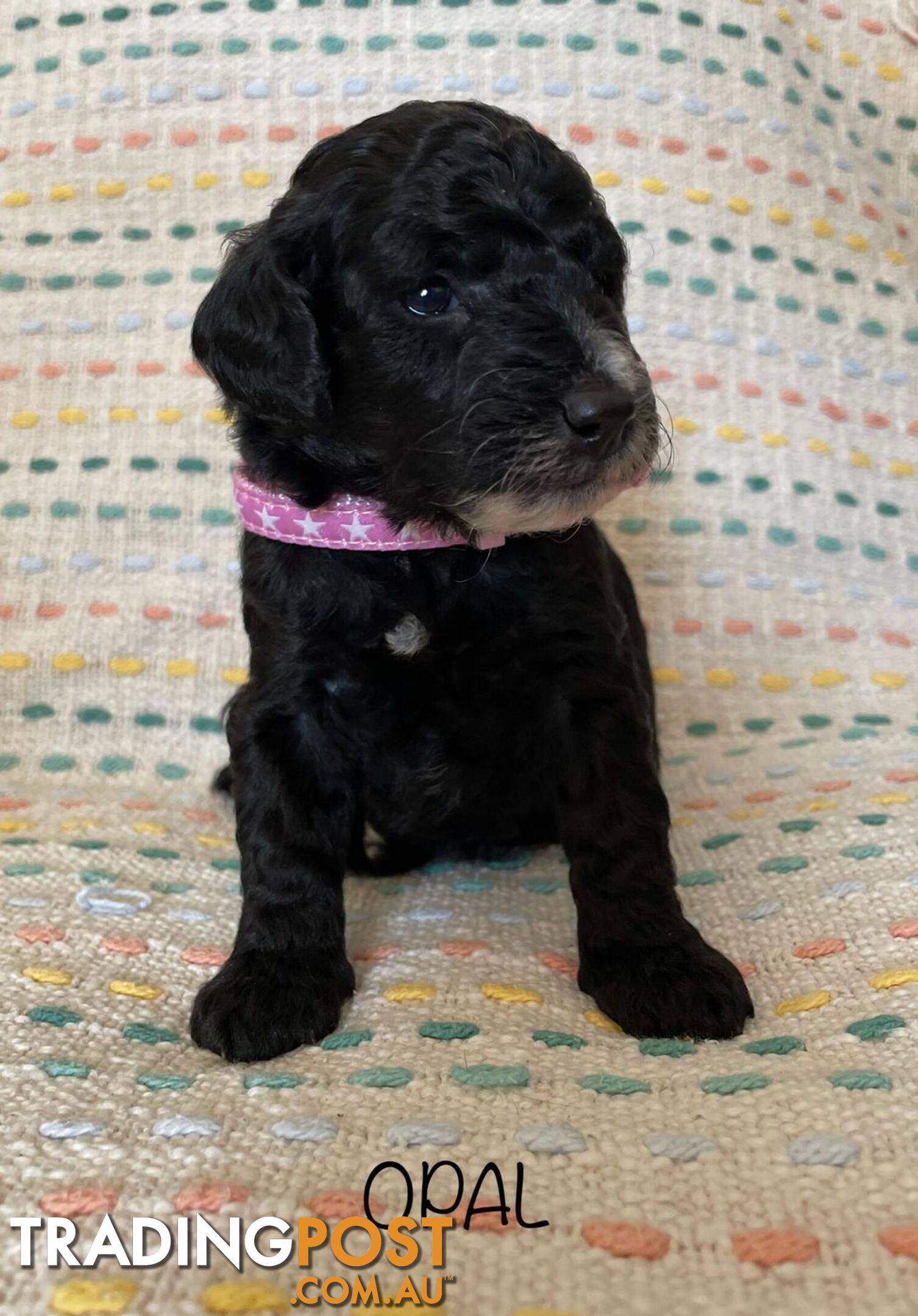 Sproodle Puppies Available Early October