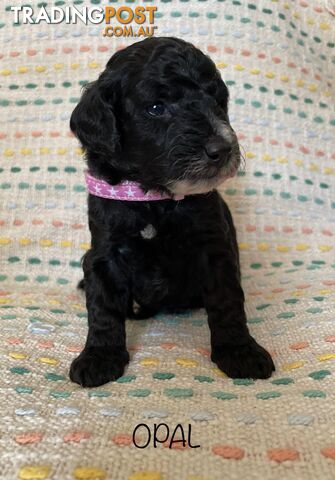 Sproodle Puppies Available Early October