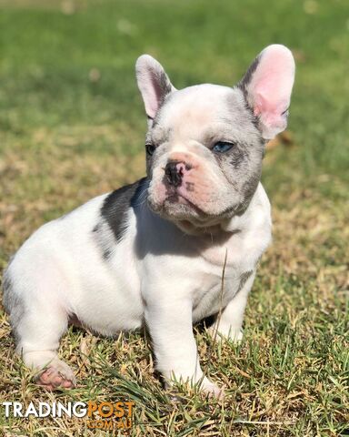 Purebred French Bulldog Puppies