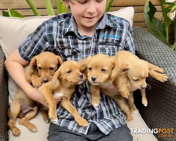 Toy cavoodle pups (straight coats)