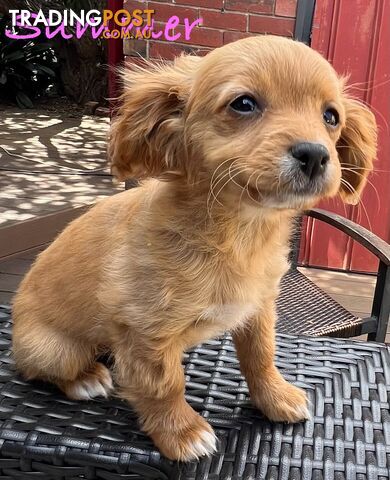 4 Toy cavoodle puppies (straight coats)