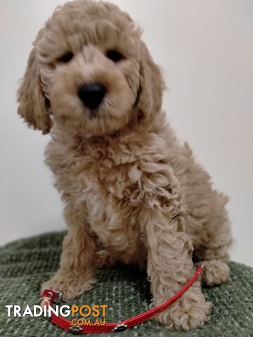 Small Sized Georgeous Labradoodle Puppies