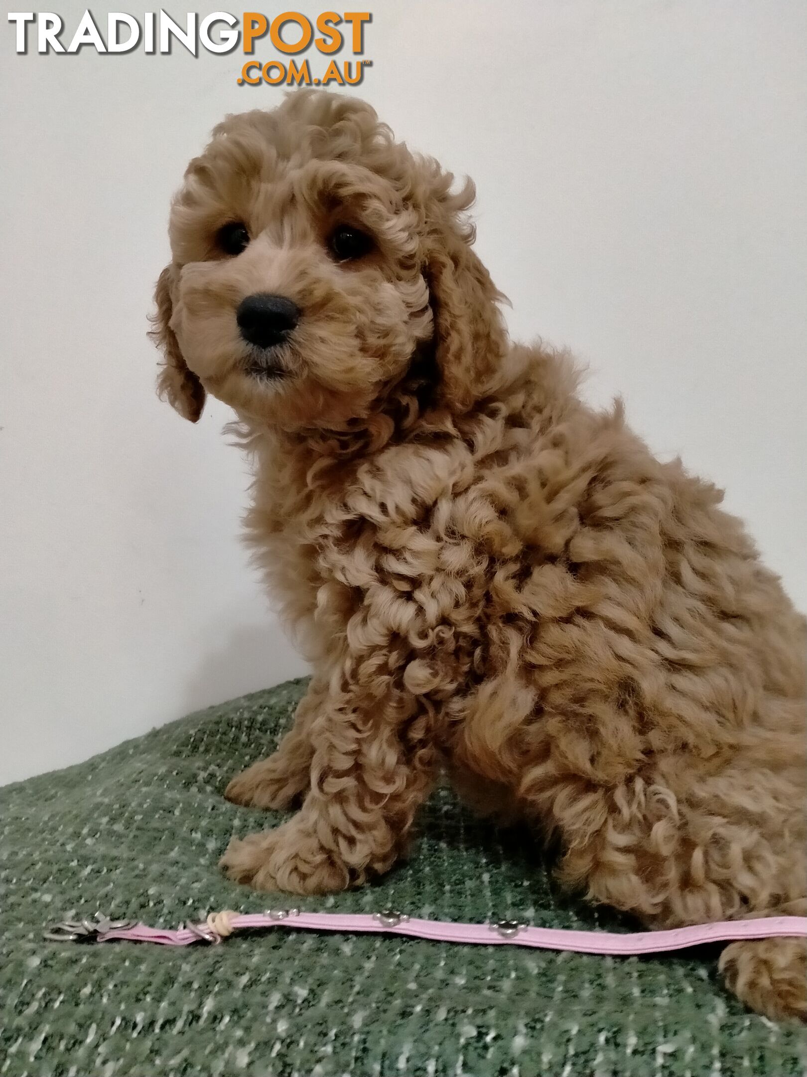 Small Sized Georgeous Labradoodle Puppies