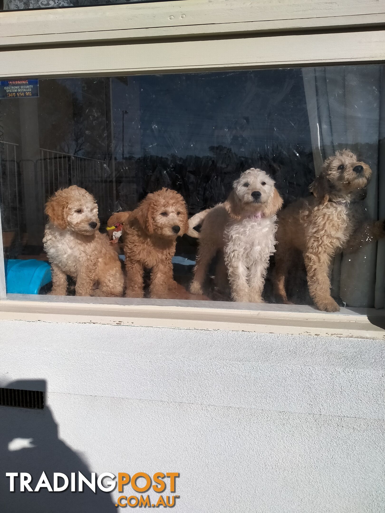Small Sized Georgeous Labradoodle Puppies x4