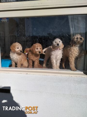 Small Sized Georgeous Labradoodle Puppies x4
