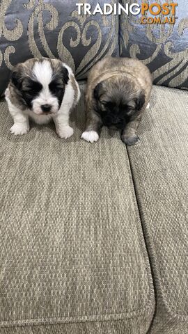 Gorgeous Maltese Shih tzu pups