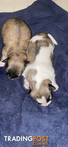 Gorgeous Maltese Shih tzu pups