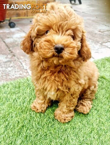 Cavoodle pups