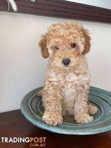 Purebred Toy poodle puppy