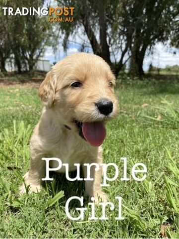 Adorable Golden Retriever x Groodle Puppies Ready for Loving Homes this Christmas!