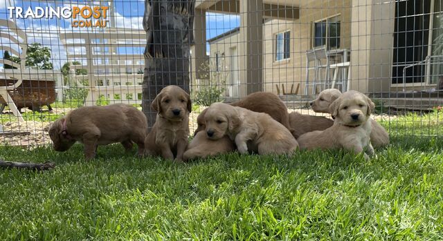 Adorable Golden Retriever x Groodle Puppies Ready for Loving Homes this Christmas!