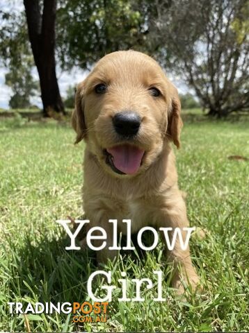 Adorable Golden Retriever x Groodle Puppies Ready for Loving Homes this Christmas!