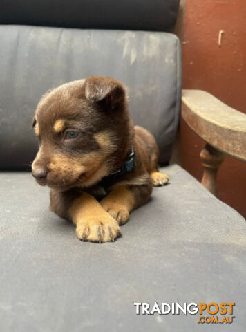 pure bred Kelpie pupies