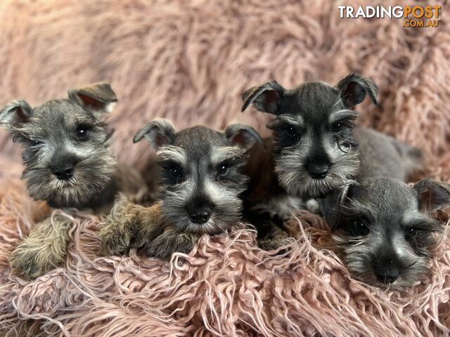 Purebred Miniature Schnauzer pups