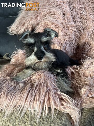 Purebred Miniature Schnauzer pups