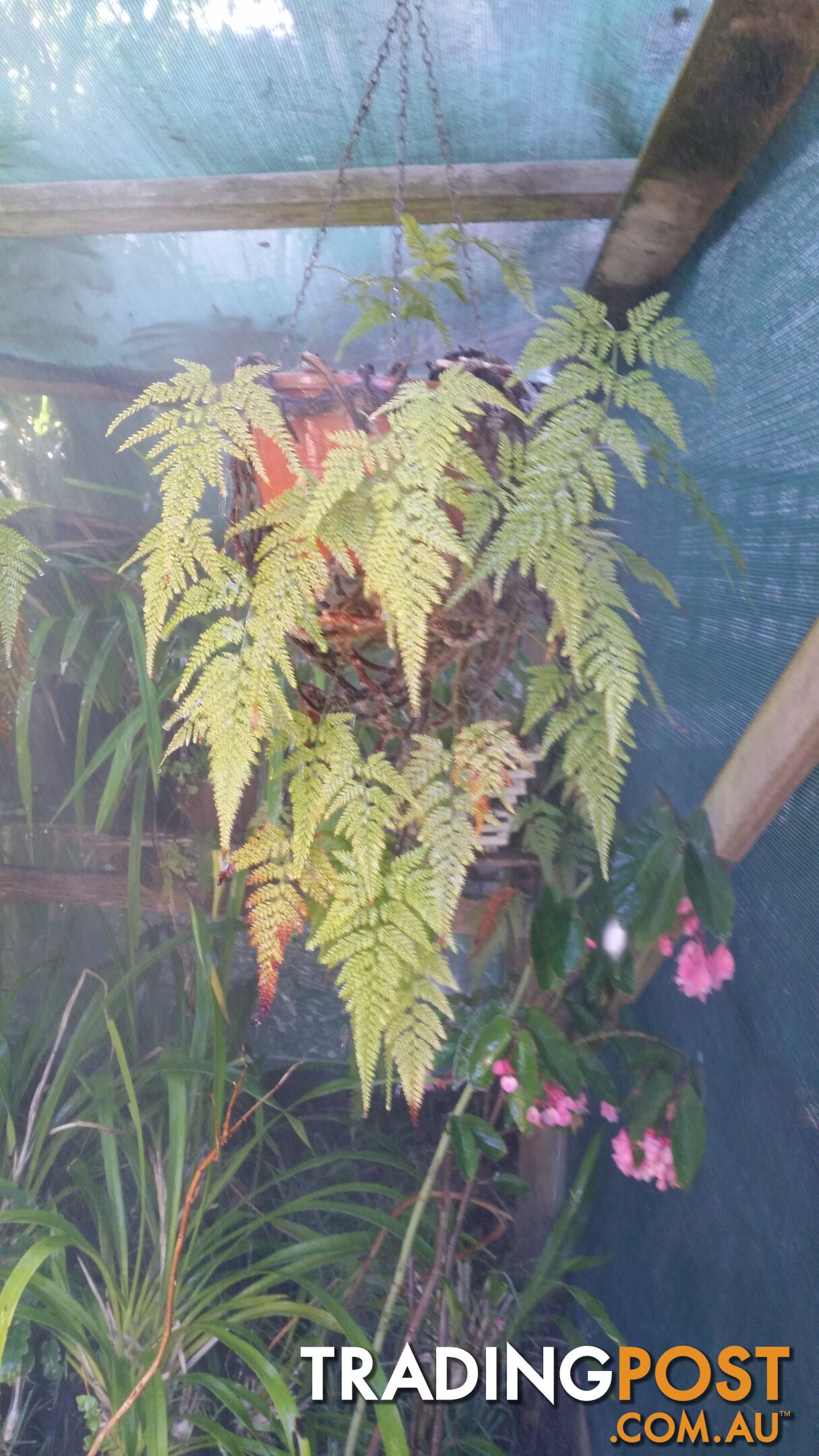 Hares Foot ferns in baskets