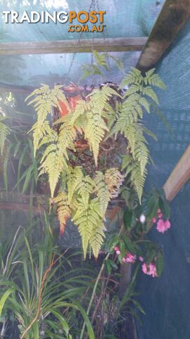 Hares Foot ferns in baskets
