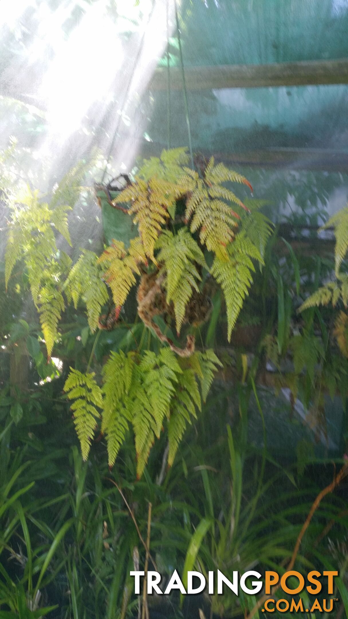 jade plants and Hares foot ferns