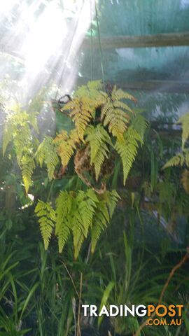 jade plants and Hares foot ferns