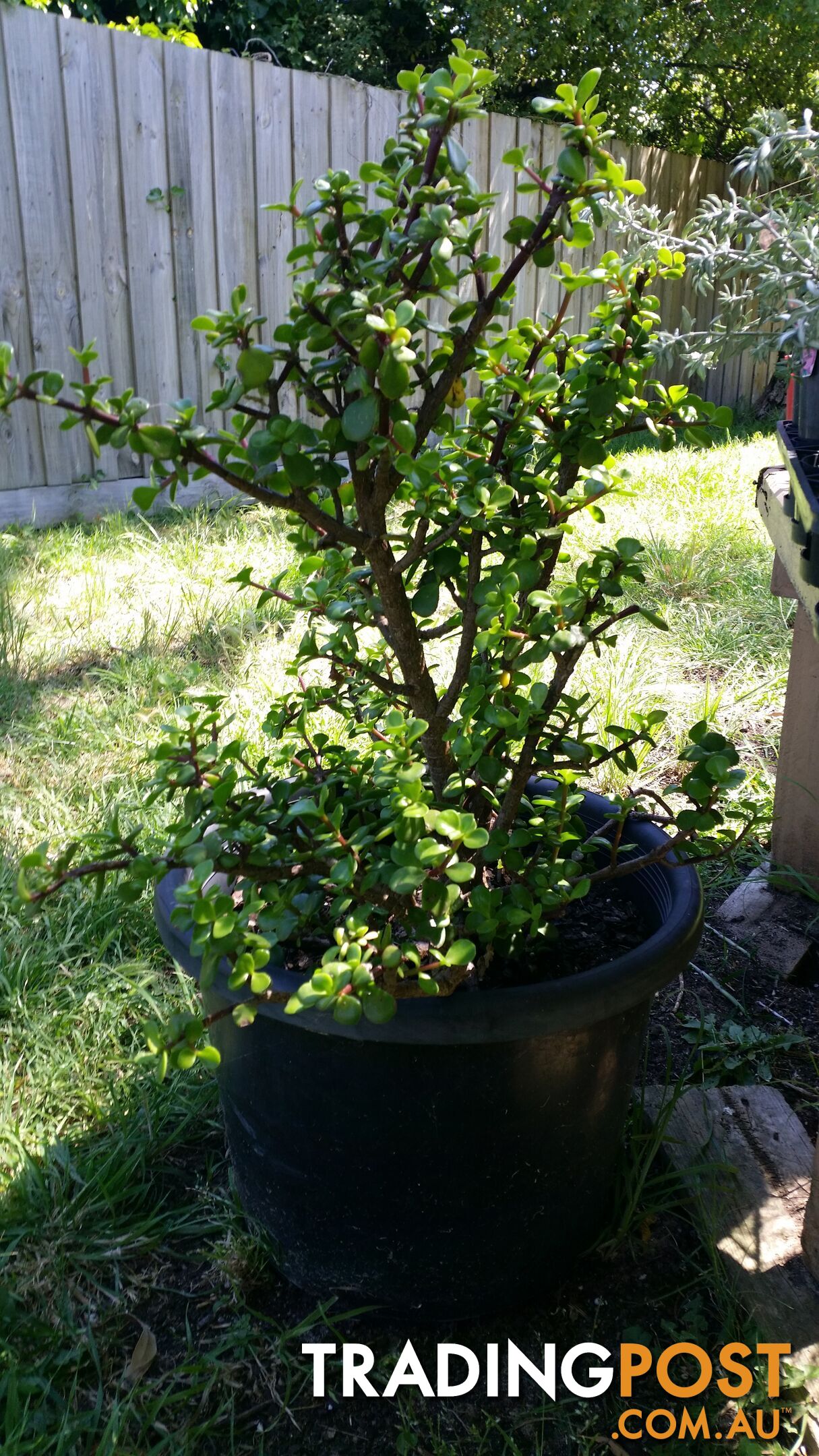 jade plants and Hares foot ferns