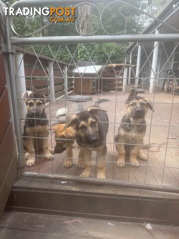 German Shepherd puppies pure bred