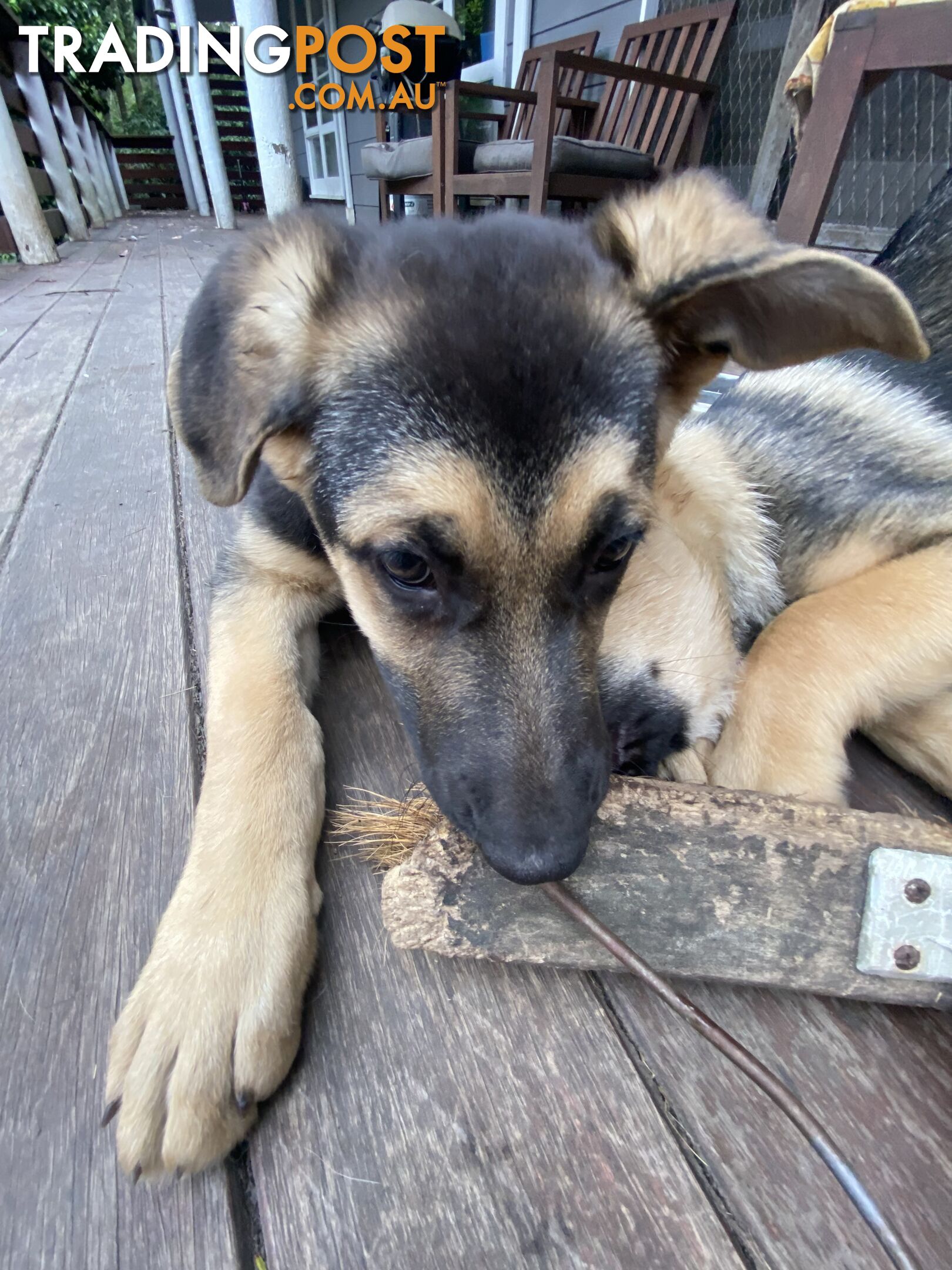 German Shepherd puppies pure bred