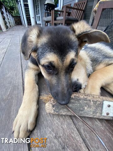 German Shepherd puppies pure bred