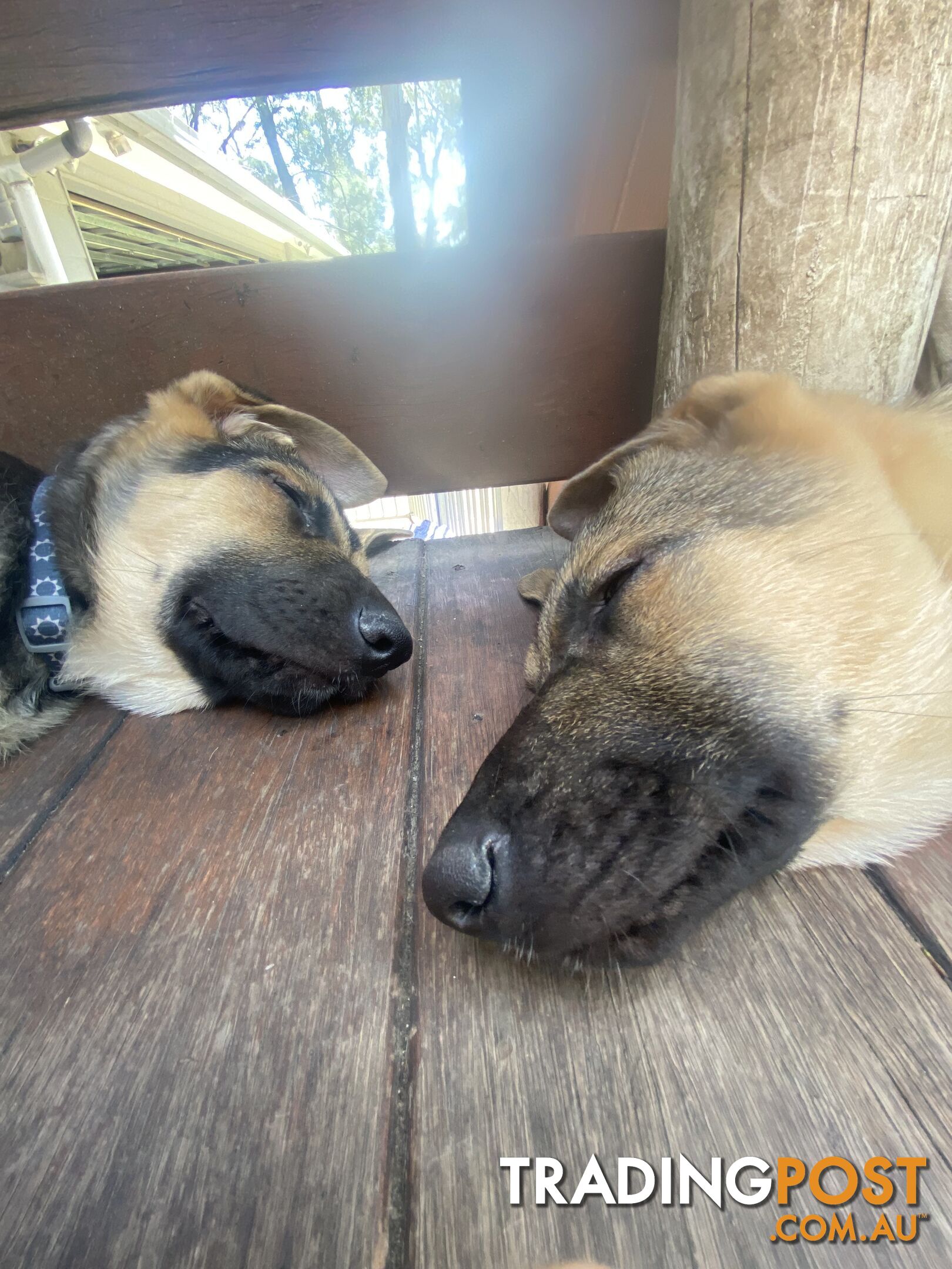 German Shepherd puppies pure bred