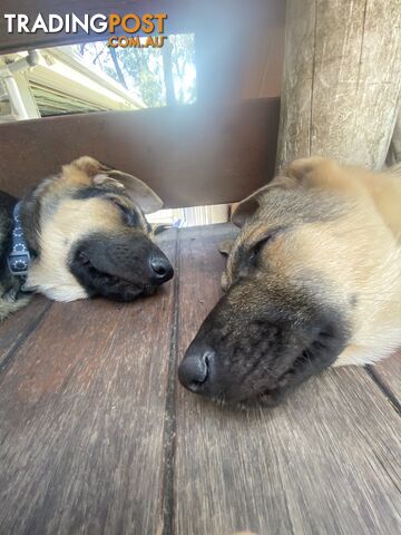 German Shepherd puppies pure bred