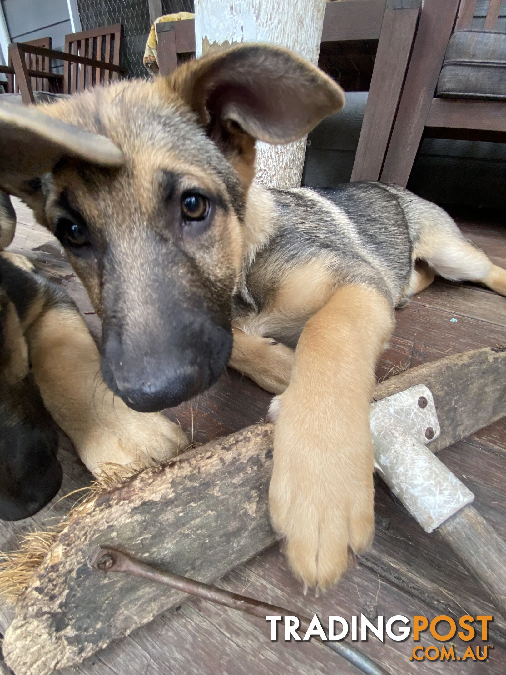 German Shepherd puppies pure bred