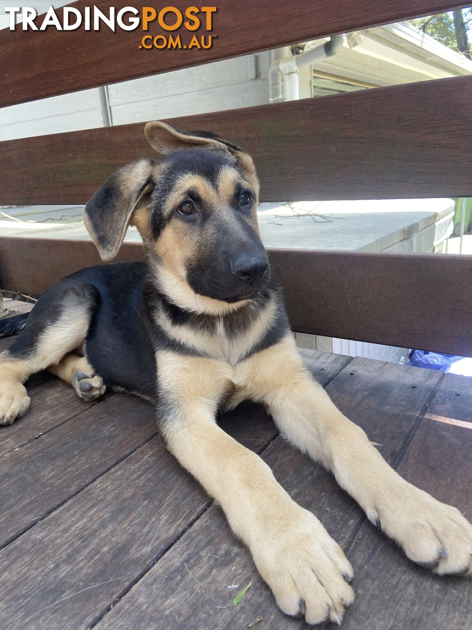 German Shepherd puppies pure bred