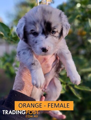 8 PUREBRED BORDER COLLIE PUPPIES