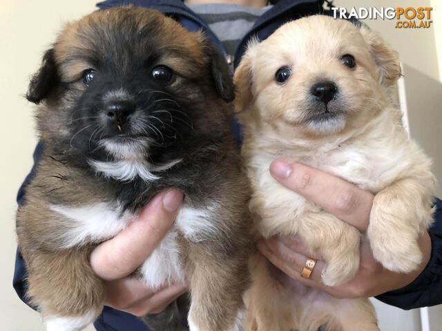 Pom X shih tzu puppies