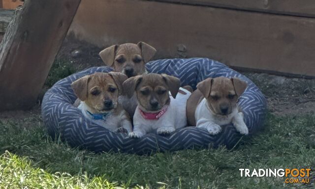 Jack Russel Puppies