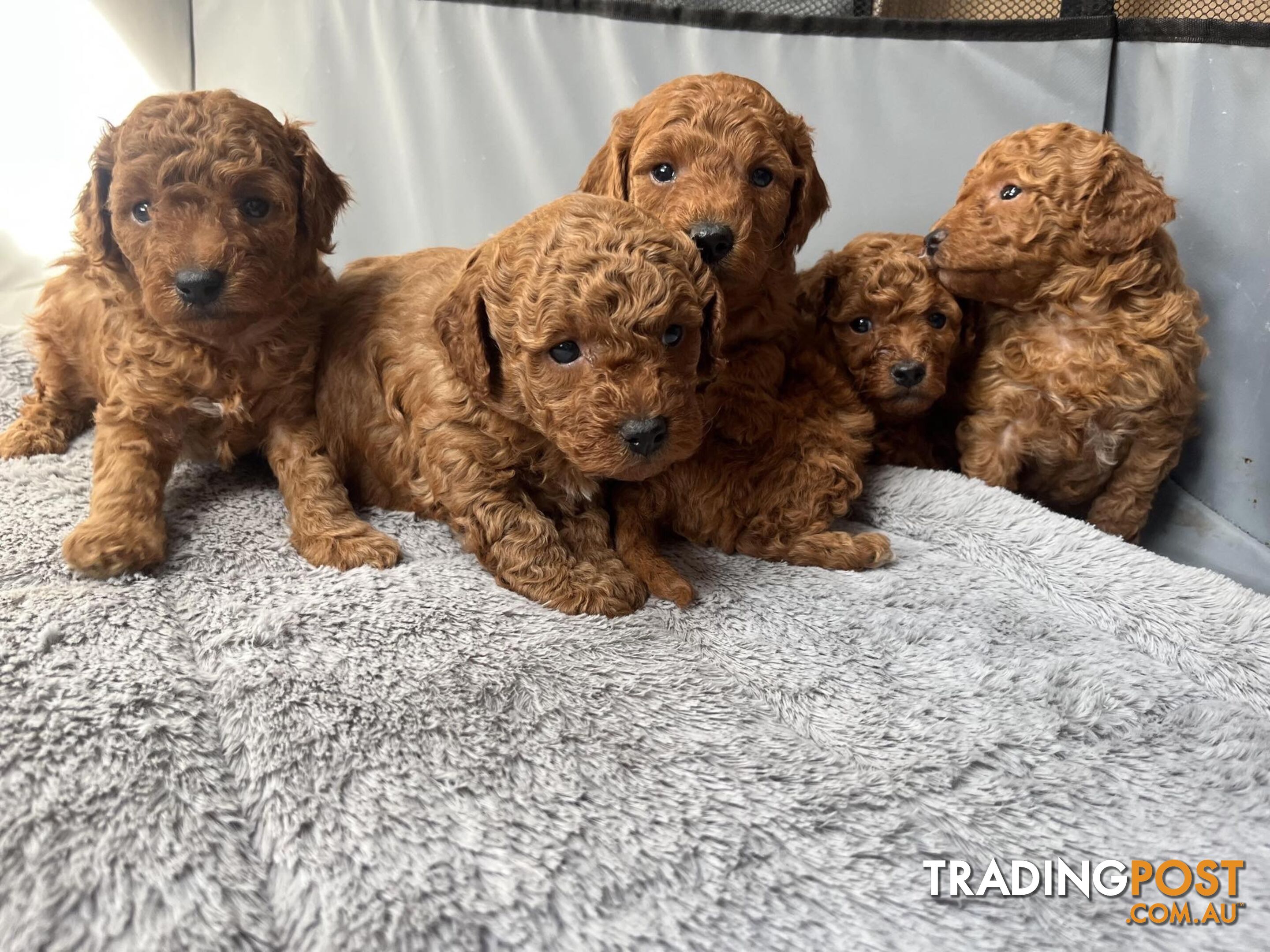 Toy Cavoodle Pups