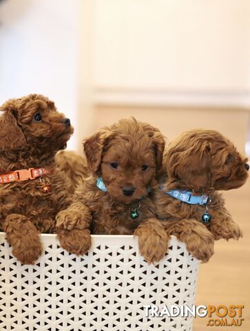 Red Toy Cavoodle Puppies
