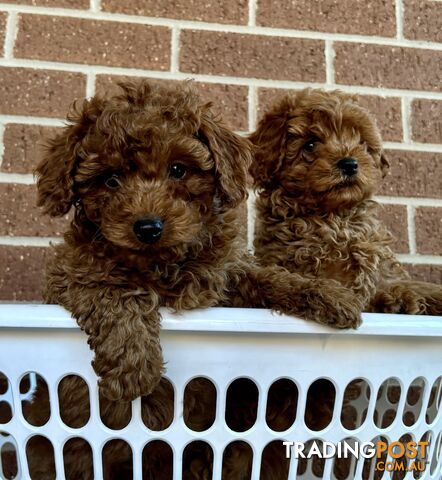 Red Toy Cavoodle Puppies