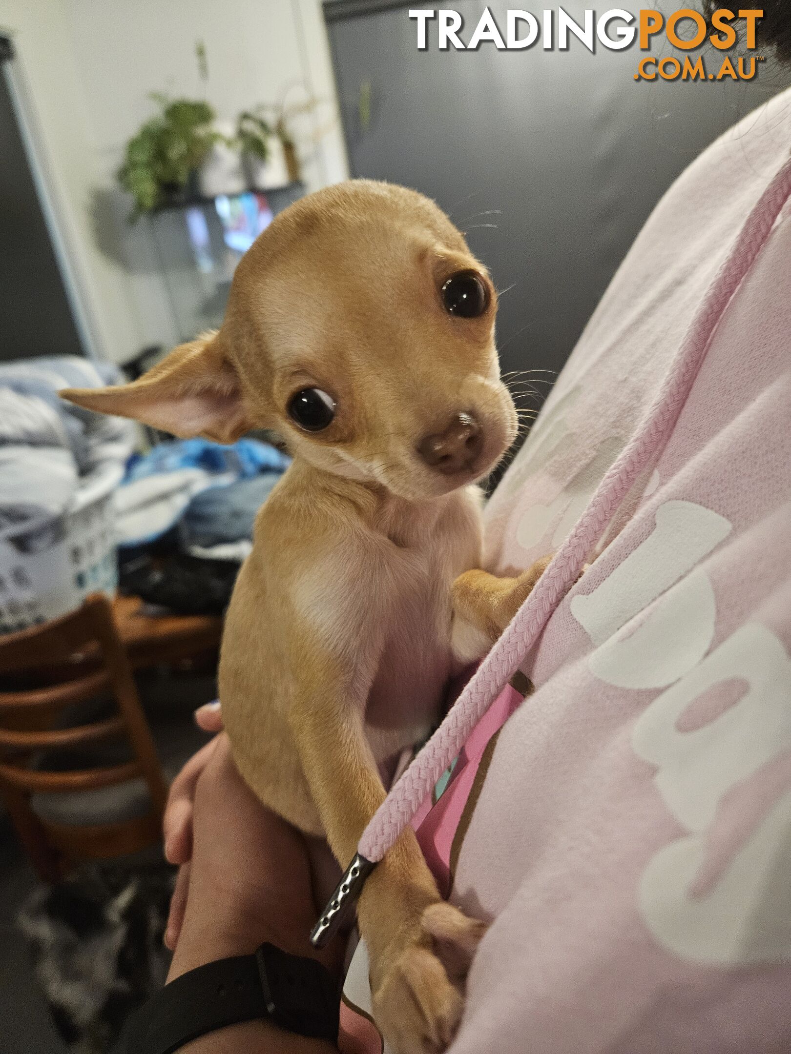 Chihuahua puppies for sale