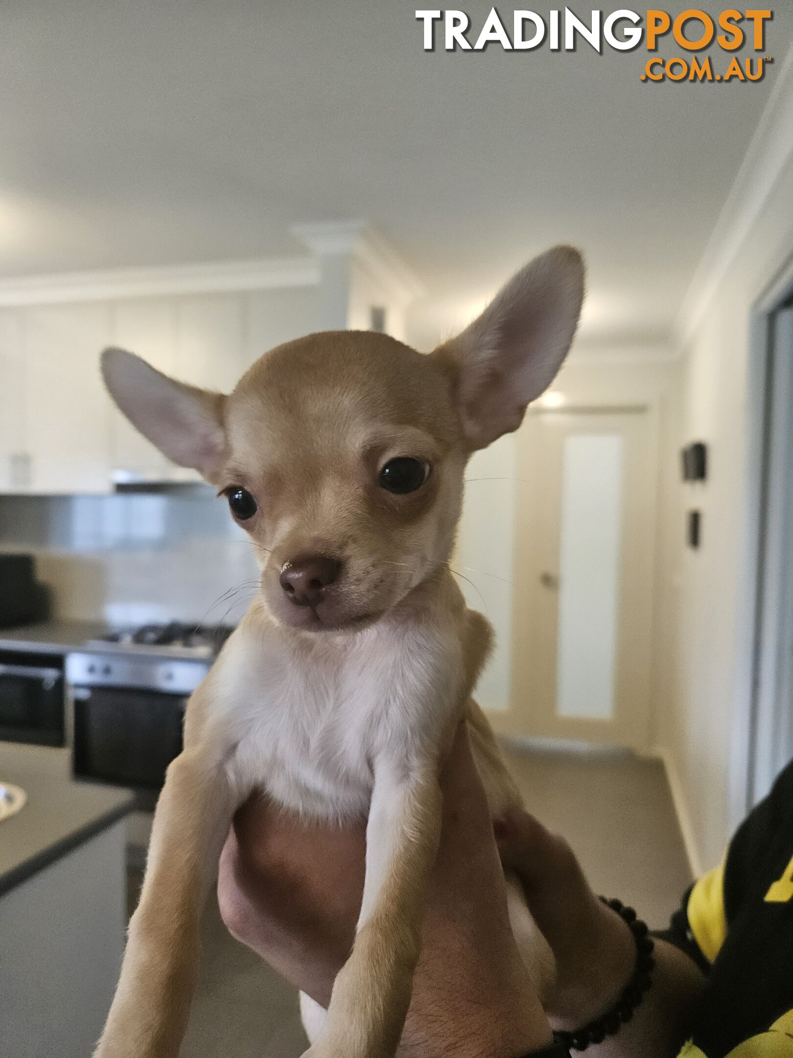 Chihuahua puppies for sale