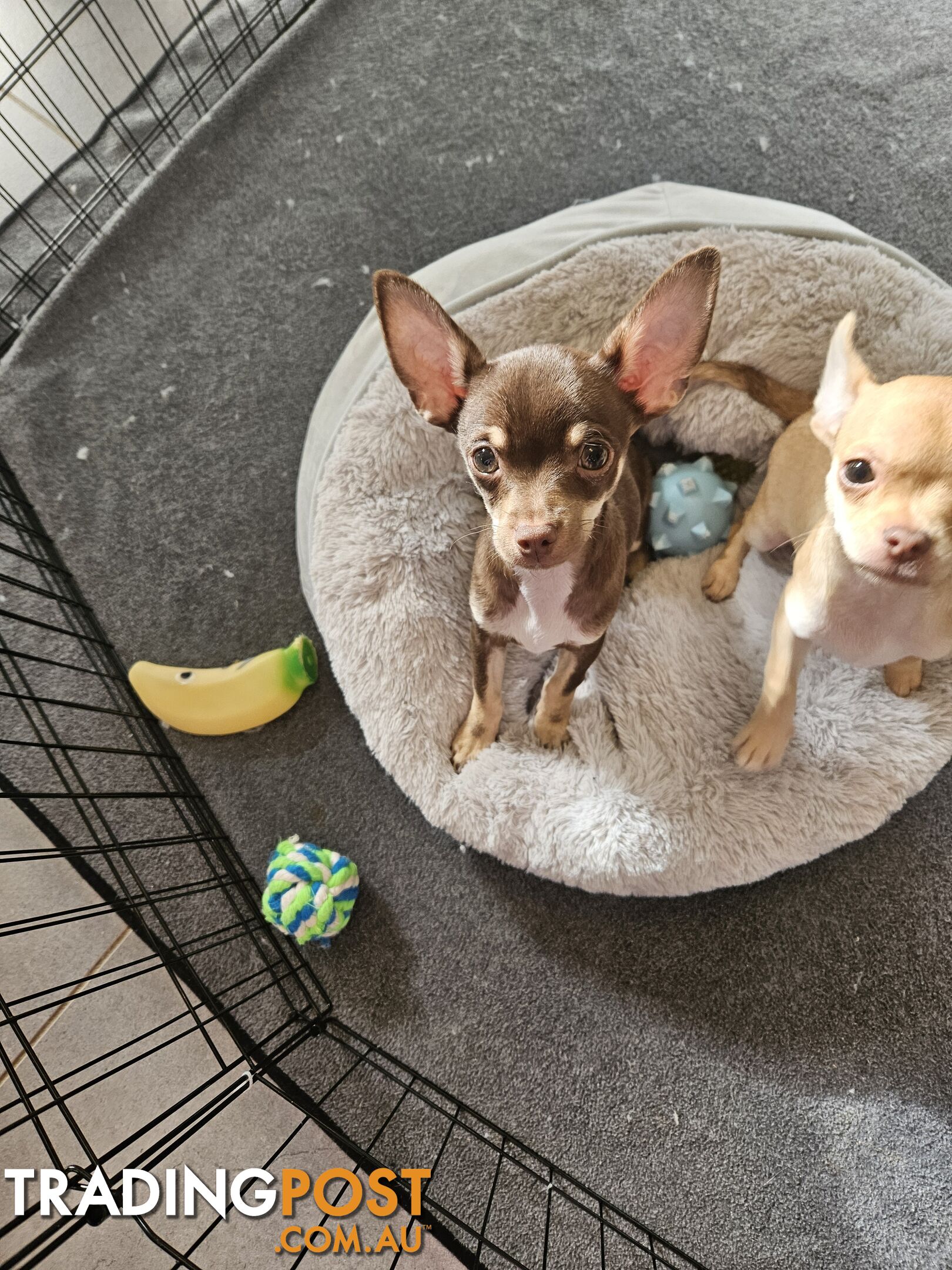 Chihuahua puppies for sale